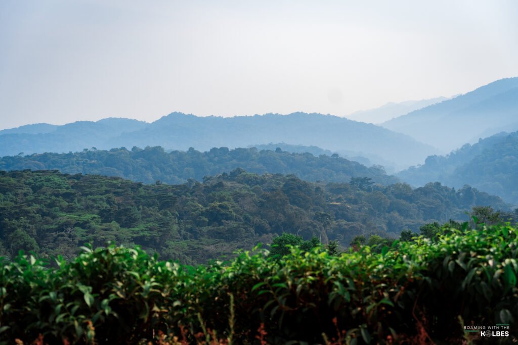 South Africans need a Uganda Visa to enter the country and visit incredible sites like Bwindi Impenetrable Forest - A UNESCO World Heritage Site