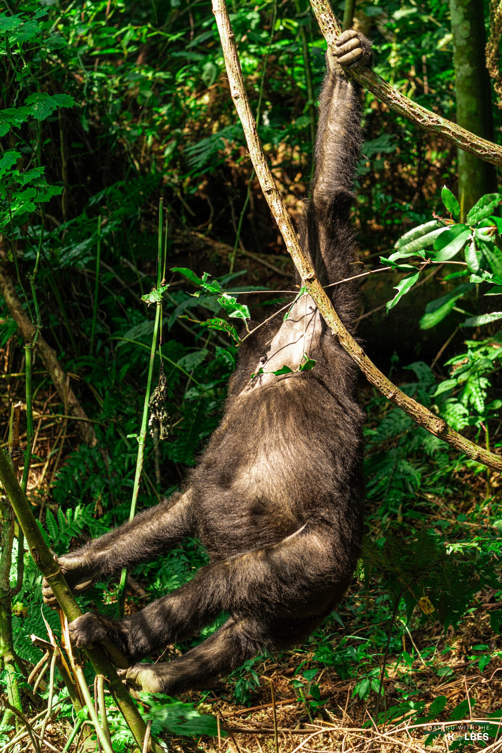 Gorilla Trekking in Uganda