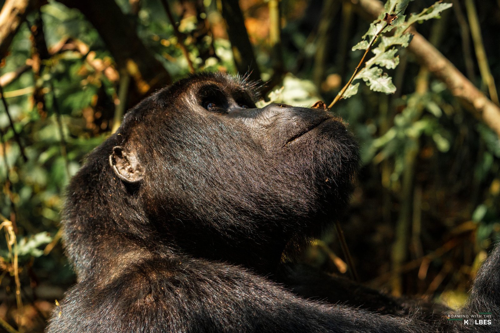 Gorilla Trekking in Uganda