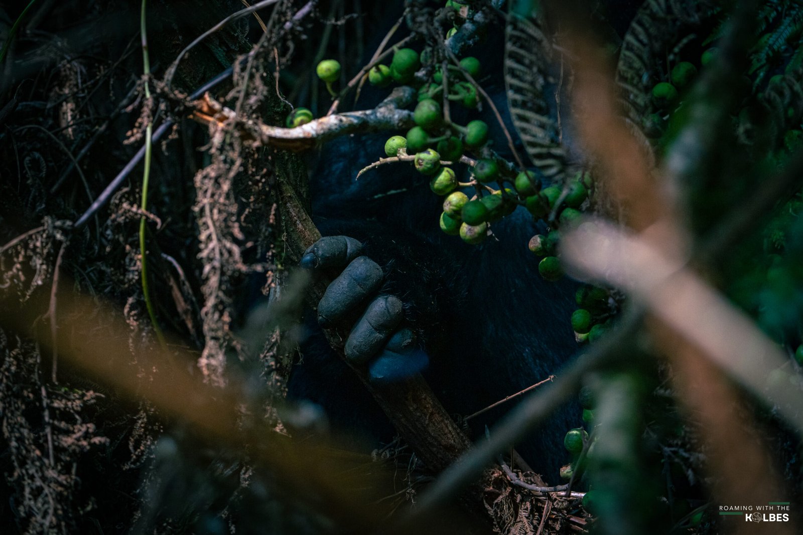 Gorilla Trekking in Uganda