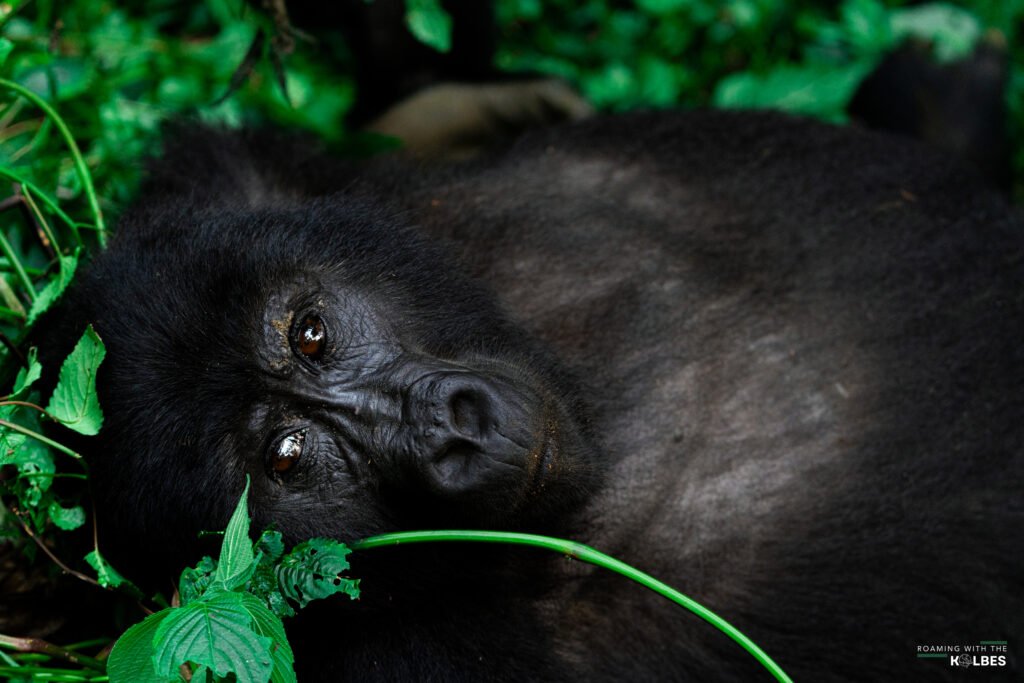 Gorilla Trekking in Uganda